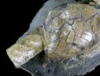 Baculites in Concretion With Giant Clam - South Dakota #22798-2